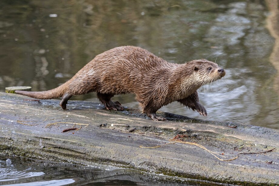 Beim Tag als Tierpfleger werden natürlich auch die Otter gefüttert.